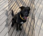 Small #2 Border Collie Mix