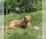 Small #15 Retriever  Mix