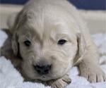Small Photo #7 Golden Retriever Puppy For Sale in MODESTO, CA, USA