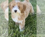 Small Photo #4 Miniature Bernedoodle Puppy For Sale in SUNNYVALE, CA, USA