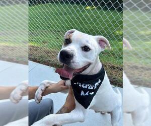 Boxer-Unknown Mix Dogs for adoption in Charlotte, NC, USA