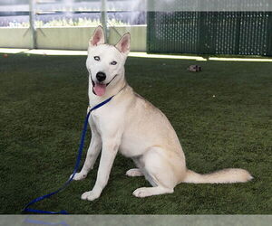 Siberian Husky-Unknown Mix Dogs for adoption in Pasadena, CA, USA