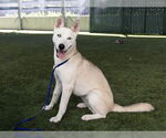 Small Siberian Husky Mix