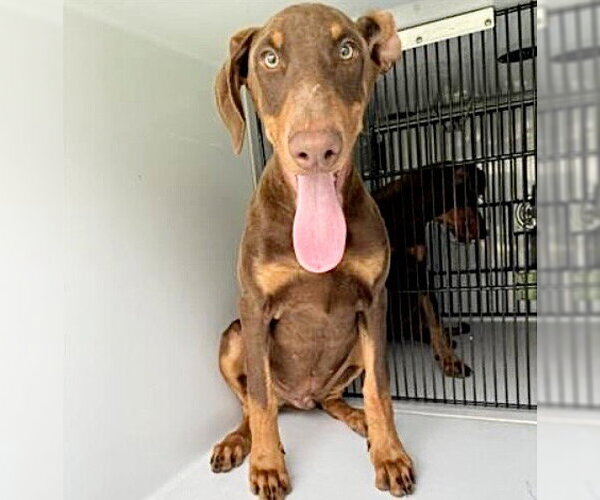 Medium Photo #1 Doberman Pinscher Puppy For Sale in Houston, TX, USA