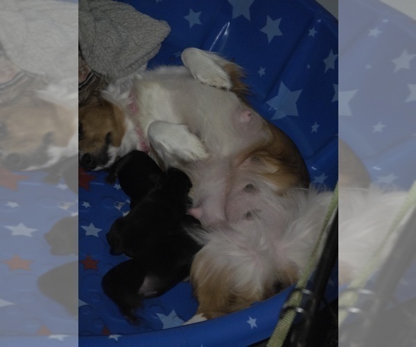 Medium Photo #1 Dachshund Puppy For Sale in SPIRO, OK, USA