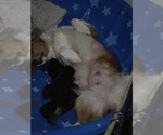 Small Photo #1 Dachshund Puppy For Sale in SPIRO, OK, USA