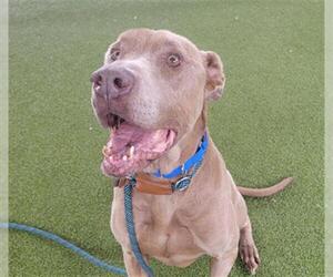 Labmaraner Dogs for adoption in Waco, TX, USA