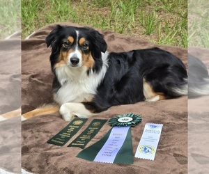 Mother of the Miniature American Shepherd puppies born on 06/28/2026