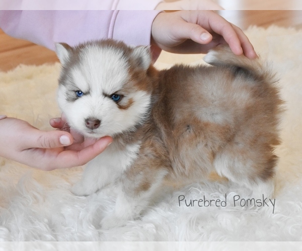 Medium Photo #6 Pomsky Puppy For Sale in KANSAS CITY, MO, USA