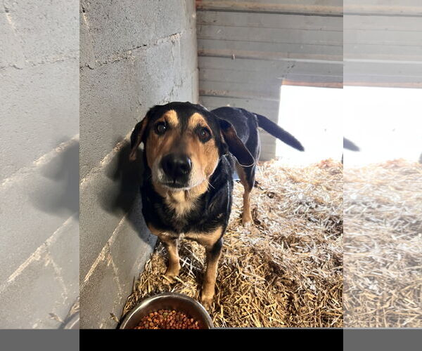 Medium Photo #2 Mutt Puppy For Sale in Tracy City, TN, USA