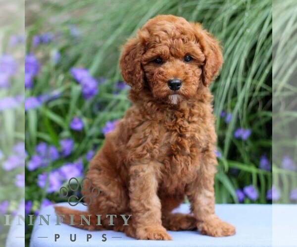 Medium Photo #4 Goldendoodle (Miniature) Puppy For Sale in EAST EARL, PA, USA