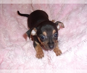 Chihuahua Puppy for Sale in JACKSON, Mississippi USA