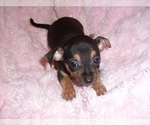 Image preview for Ad Listing. Nickname: CHIHUAHUAS