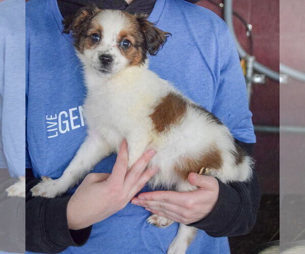 Medium Photo #2 Australian Shepherd-Unknown Mix Puppy For Sale in Huntley, IL, USA
