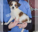 Small #1 Australian Shepherd Mix