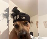 Small #2 American Pit Bull Terrier Mix