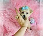 Small #3 Poodle (Toy)