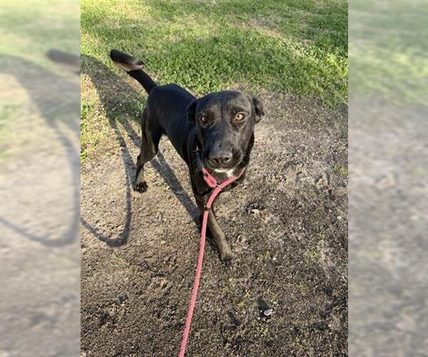 Medium Photo #2 Labrador Retriever-Unknown Mix Puppy For Sale in Houston, TX, USA