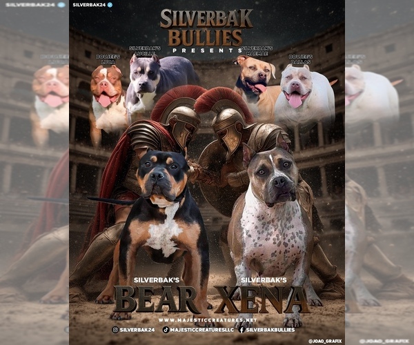 Medium Photo #2 American Bully Puppy For Sale in CHAMPAIGN, IL, USA