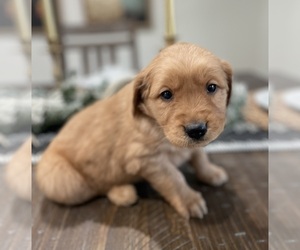 Golden Retriever Puppy for sale in FORDLAND, MO, USA