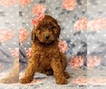Small Photo #2 Irish Doodle Puppy For Sale in PEACH BOTTOM, PA, USA