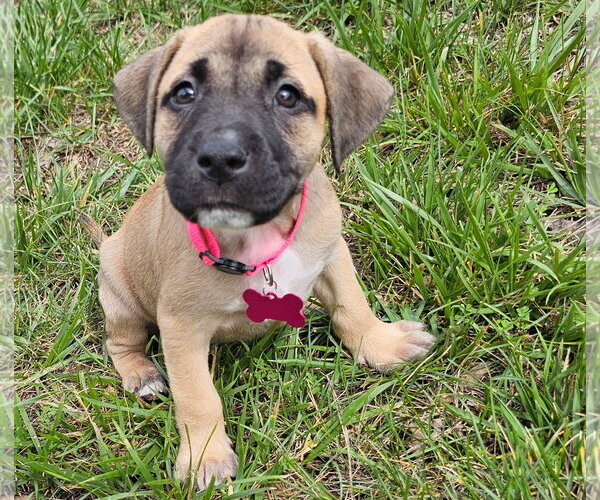 Medium Photo #1 American Staffordshire Terrier-Unknown Mix Puppy For Sale in Holly Springs, NC, USA