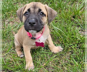 American Staffordshire Terrier-Unknown Mix Dogs for adoption in Holly Springs, NC, USA