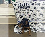 Small #1 Shepradors