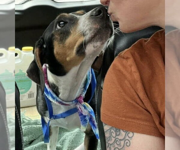 Medium Photo #3 Mutt Puppy For Sale in Spring Lake, NC, USA