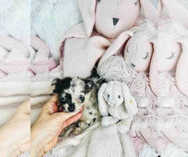 Medium Photo #19 Chihuahua Puppy For Sale in AVENEL, NJ, USA