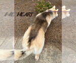 Small #1 German Shepherd Dog-Siberian Husky Mix