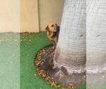 Small #46 Chinese Shar-Pei-Labrador Retriever Mix
