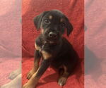 Small #2 Doberman Pinscher Mix