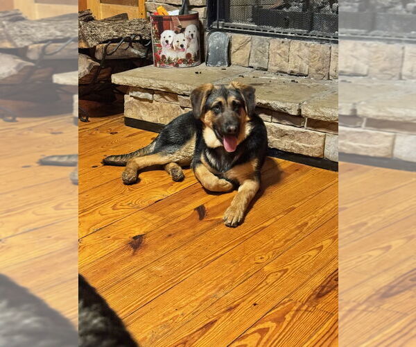 Medium Photo #4 German Shepherd Dog Puppy For Sale in LOGANVILLE, GA, USA