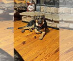 Small #3 German Shepherd Dog