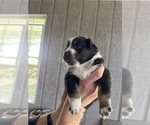Small #3 Australian Shepherd