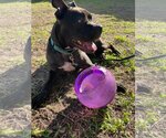 Small #35 American Pit Bull Terrier Mix
