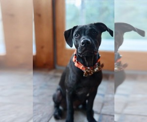 American Pit Bull Terrier-American Staffordshire Terrier Mix Dogs for adoption in Duluth, MN, USA