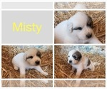 Small Photo #4 Great Pyrenees Puppy For Sale in WESTMORELAND, TN, USA
