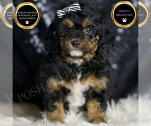 Goldendoodle (Miniature) Puppy for sale in WARSAW, IN, USA