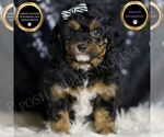 Small Goldendoodle (Miniature)