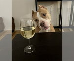 Small #3 American Staffordshire Terrier Mix