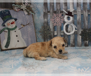 Poodle (Toy) Puppy for sale in CHANUTE, KS, USA