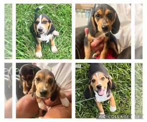 Beagle Puppy for sale in LANGSTON, AL, USA