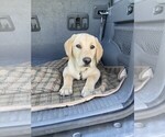 Small Labrador Retriever