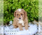 Small #2 Cavapoo