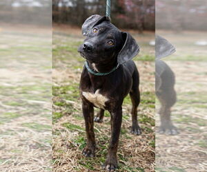 Mutt Dogs for adoption in Sparta, TN, USA