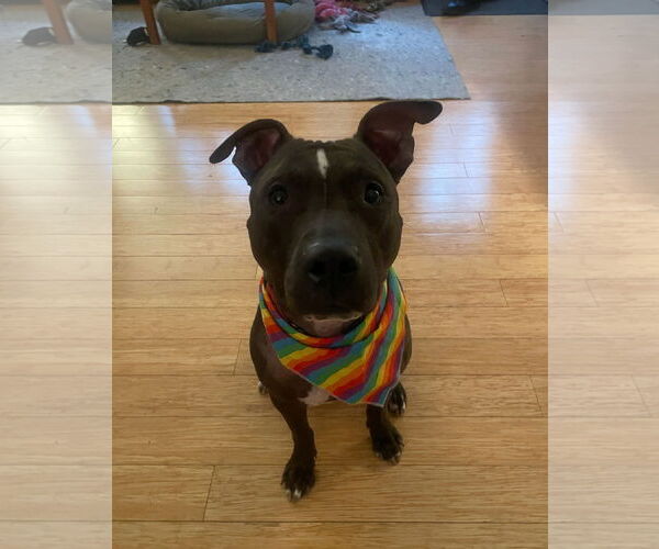 Medium Photo #9 Mutt Puppy For Sale in Philadelphia, PA, USA