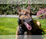 Small #5 German Shepherd Dog
