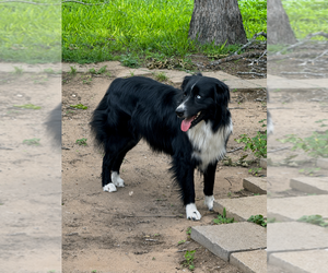 Father of the Australian Shepherd puppies born on 07/04/2026